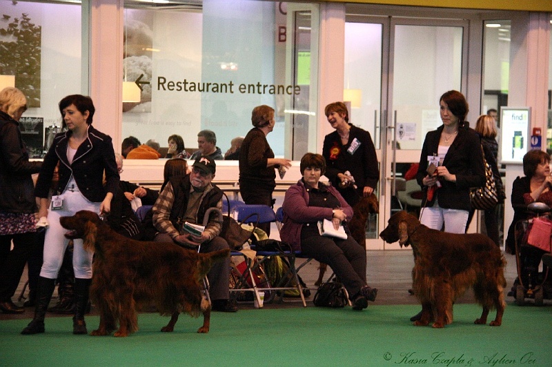 Crufts2011_2 122.jpg